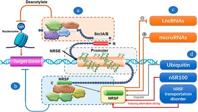 Roles of the Neuron-Restrictive Silencer Factor in the Pathophysiological Process of the Central Nervous System